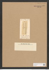 Surirella baileyi Lewis (de-Toni-Nr.: Genus 53, Species 2311) Zeichnungen Sammlung Grunow Nr. 4760 (NHMW-BOT-W0372877)